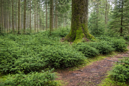 木の声を、聞いたことがありますか