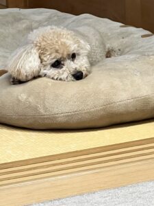 ココ１４歳
